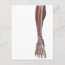 Buscar partes del cuerpo humano postales Médico