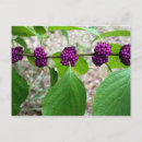 Buscar verbena postales Para todos