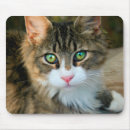 Buscar ojos verdes alfombrillas de raton Gatos