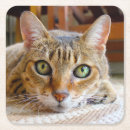 Buscar felino posavasos Adorable