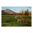 Buscar asta posters Fauna