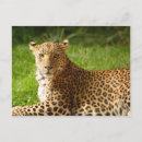 Buscar mamíferos postales Fauna