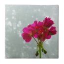 Buscar geranios azulejos Rosa