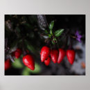 Buscar pimientos picantes posters Verduras