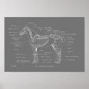 Buscar estudio de un caballo posters General y unisex