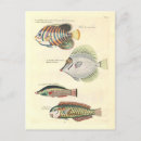 Buscar poissons Mar
