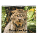 Buscar lince canadiense Salvaje
