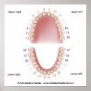 Buscar mandíbula posters Dentista