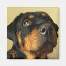 Buscar rottweiler imanes Rollo