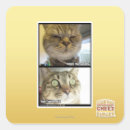 Buscar termómetro postales Puedo tener cheezburger