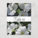 Buscar petunias postales Blanco