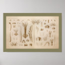 Buscar calamar posters Océano