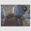 Buscar emperadores Pingüinos