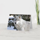 Buscar lobo blanco tarjetas 8 º tarjeta