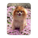 Buscar pom imanes Flores