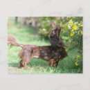 Buscar sacudida postales dachshund miniatura pelo largo