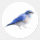 Buscar pájaros azules pegatinas Para todos