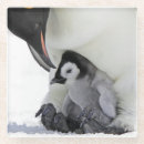 Buscar emperadores cristaleria bar Pingüino
