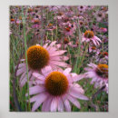 Buscar coneflowers Floral