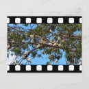 Buscar pájaro en vuelo postales Vida silvestre