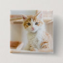 Buscar gatito chapas Horizontal