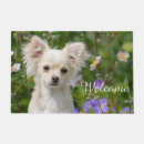 Buscar chihuahuas felpudos Animal