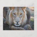 Buscar panther postales Vida silvestre