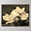 Buscar rosas vintage posters Madre