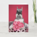 Buscar schnauzer miniatura tarjetas Cachorro