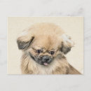 Buscar pekingese postales Cachorro