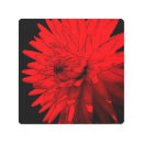 Buscar dali arte Flor