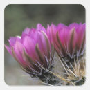 Buscar sonora pegatinas Rosa