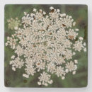 Buscar cordón posavasos Blanco