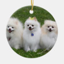Buscar pomeranians decoracion Foto
