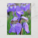 Buscar iris salvaje postales Morado