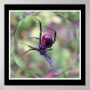 Buscar viuda posters Naturaleza