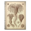 Buscar haeckel de ernst Vida marina
