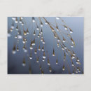 Buscar gota de lluvia postales Follaje