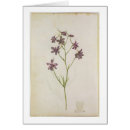 Buscar moyne postales Flores