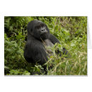 Buscar gorila montaña postales Herbivoro