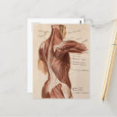 Buscar anatomía del vintage postales Médico