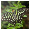 Buscar mariposa azulejos Vida silvestre
