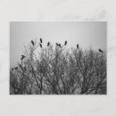 Buscar cínico postales Corvidae