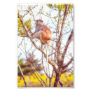 Buscar patos silvestres posters Vida silvestre