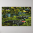 Buscar crocodile arte Australia