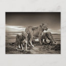 Buscar leones blancos postales Naturaleza
