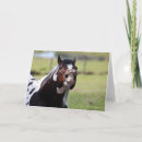 Buscar tobiano tarjetas Stallion