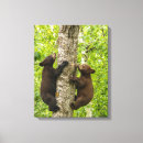 Buscar escalada lienzos Oso negro