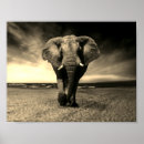 Buscar elefante blanco negro posters Safari