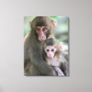 Buscar primate posters Mono japonés